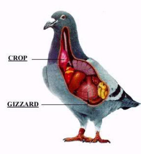 pigeon