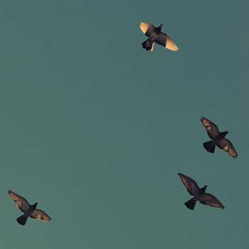 Meaning of 4 bird grouping competition in the Racing Pigeon Society